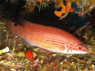 Goldsinny Wrasse
